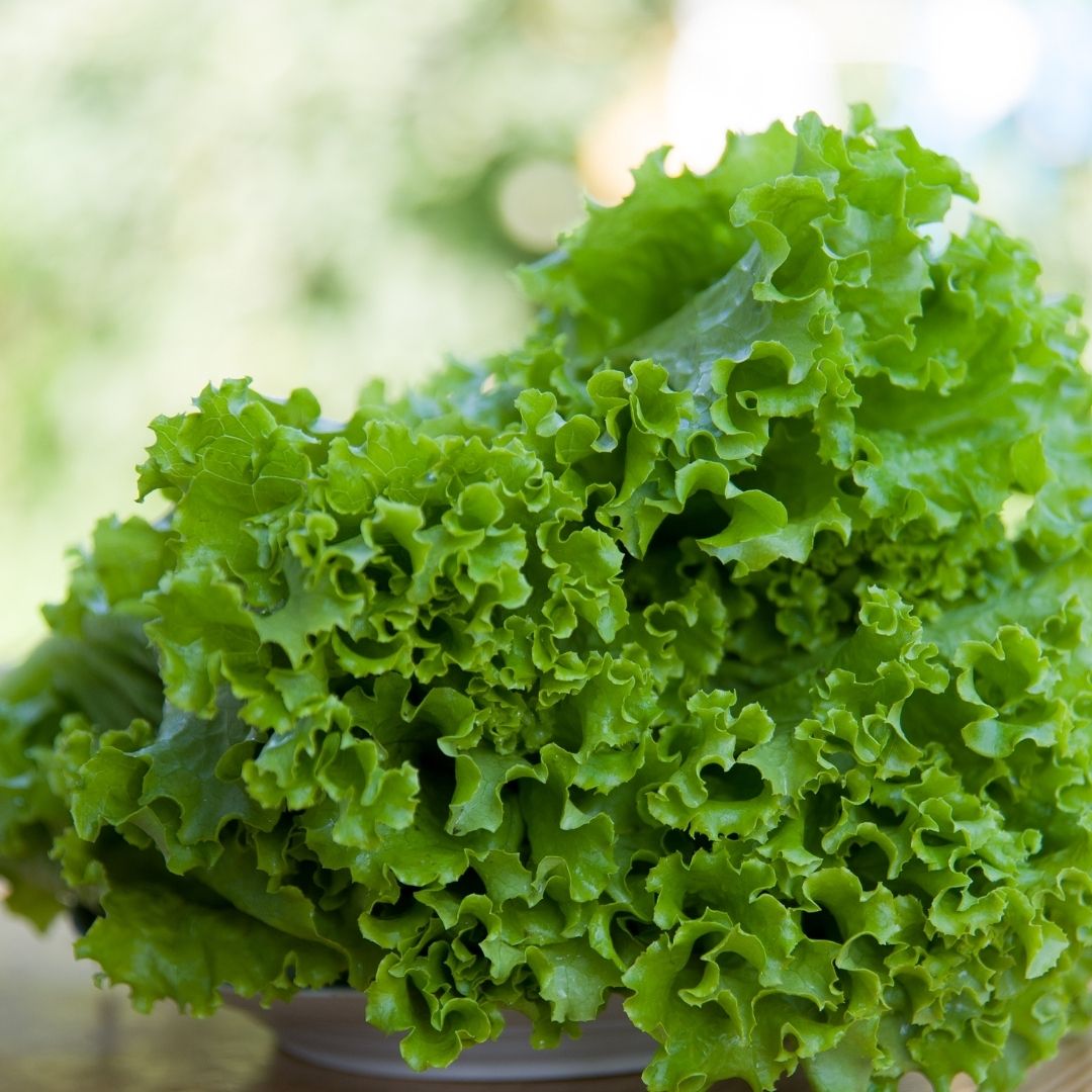 H - Gourmet Salad Plot Kit